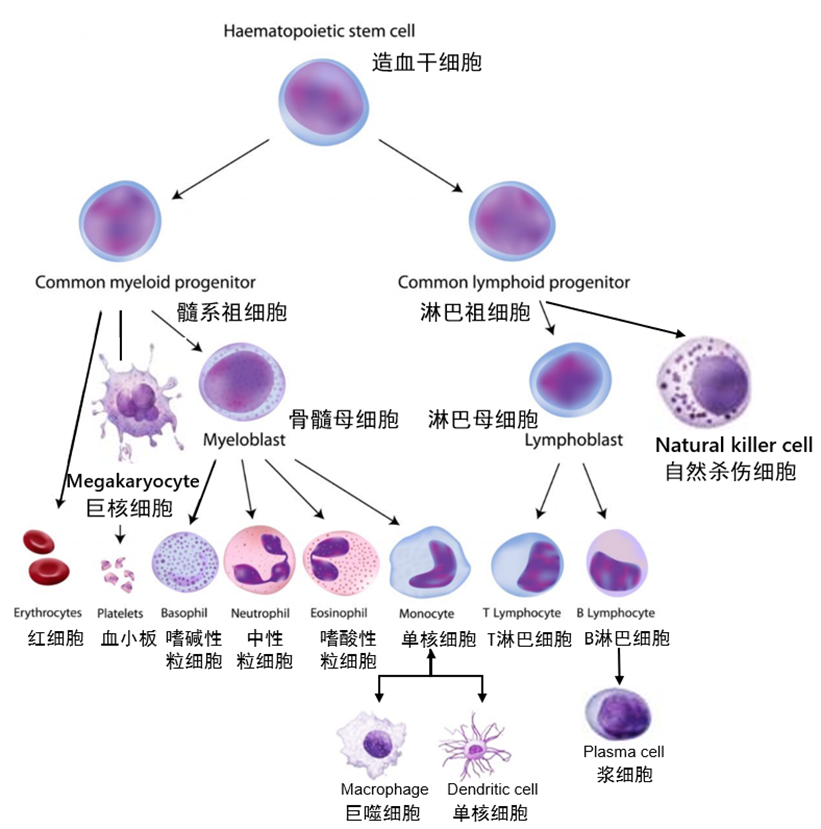 pbmc细胞分离注意事项_成熟细胞比幼嫩细胞含水量少的原因_pbmc细胞