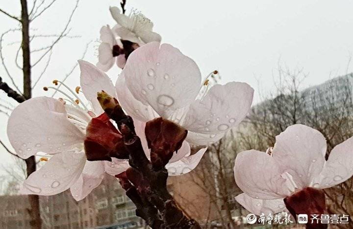 杏花微雨_杏花微雨图片_那年的杏花微雨