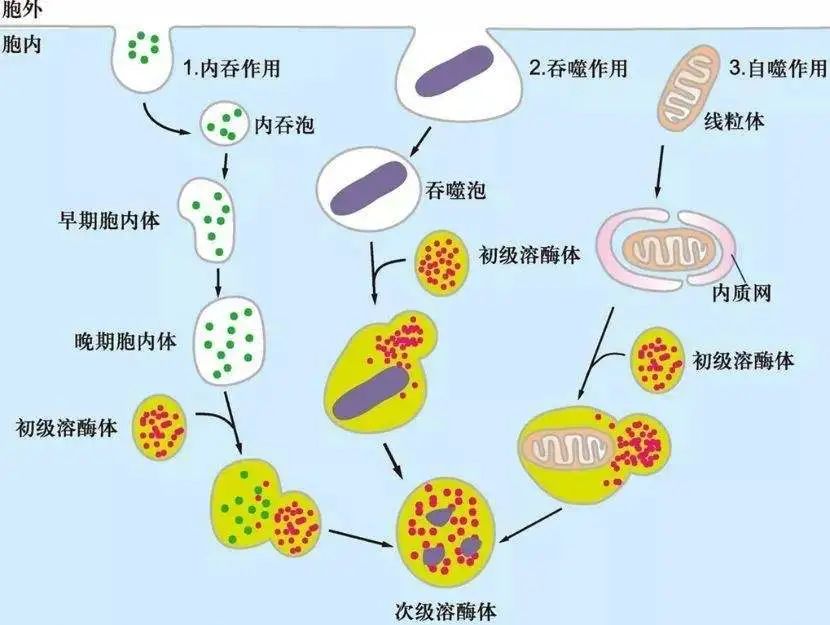 归化与异化_异化作用_异化劳动和劳动异化是一样的吗