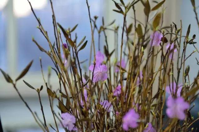 深花枝 浅花枝翻译_深花枝浅花枝_花枝