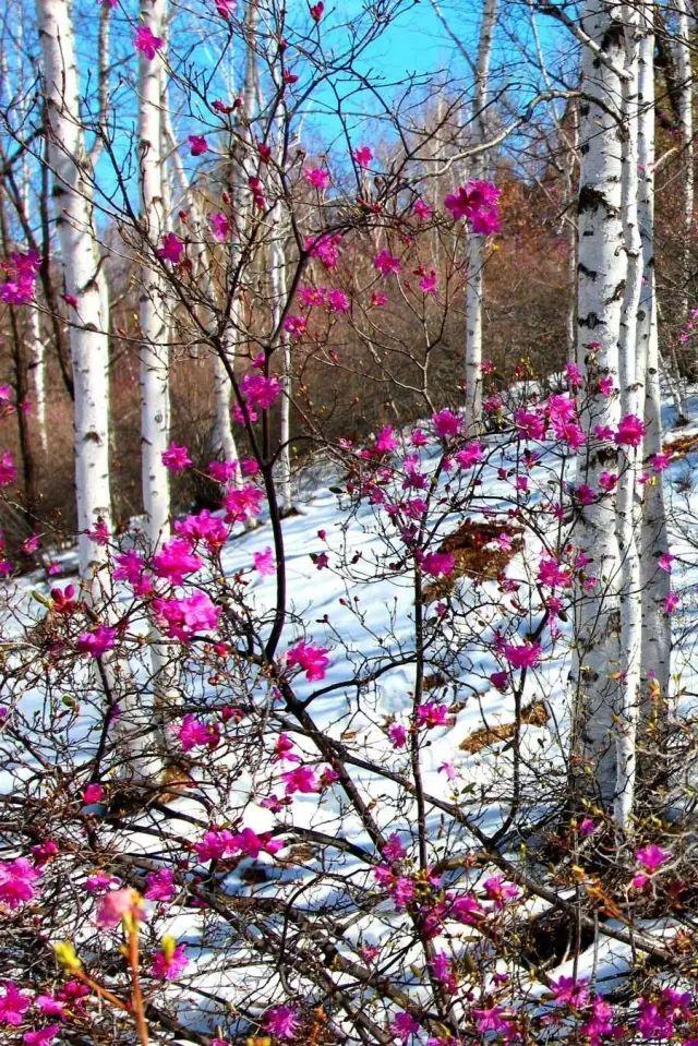 深花枝浅花枝_深花枝 浅花枝翻译_花枝