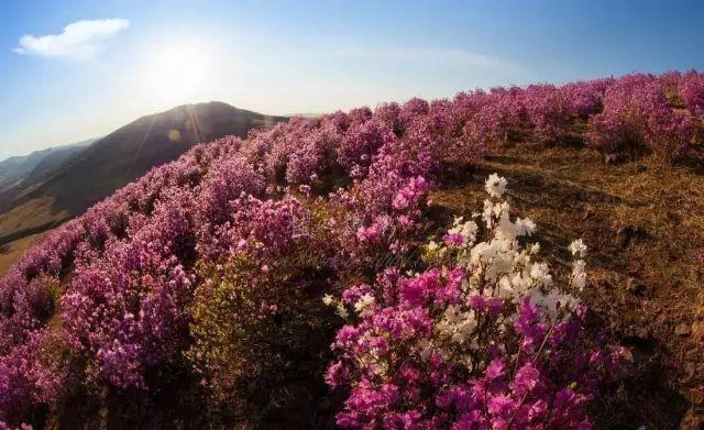 花枝_深花枝浅花枝_深花枝 浅花枝翻译