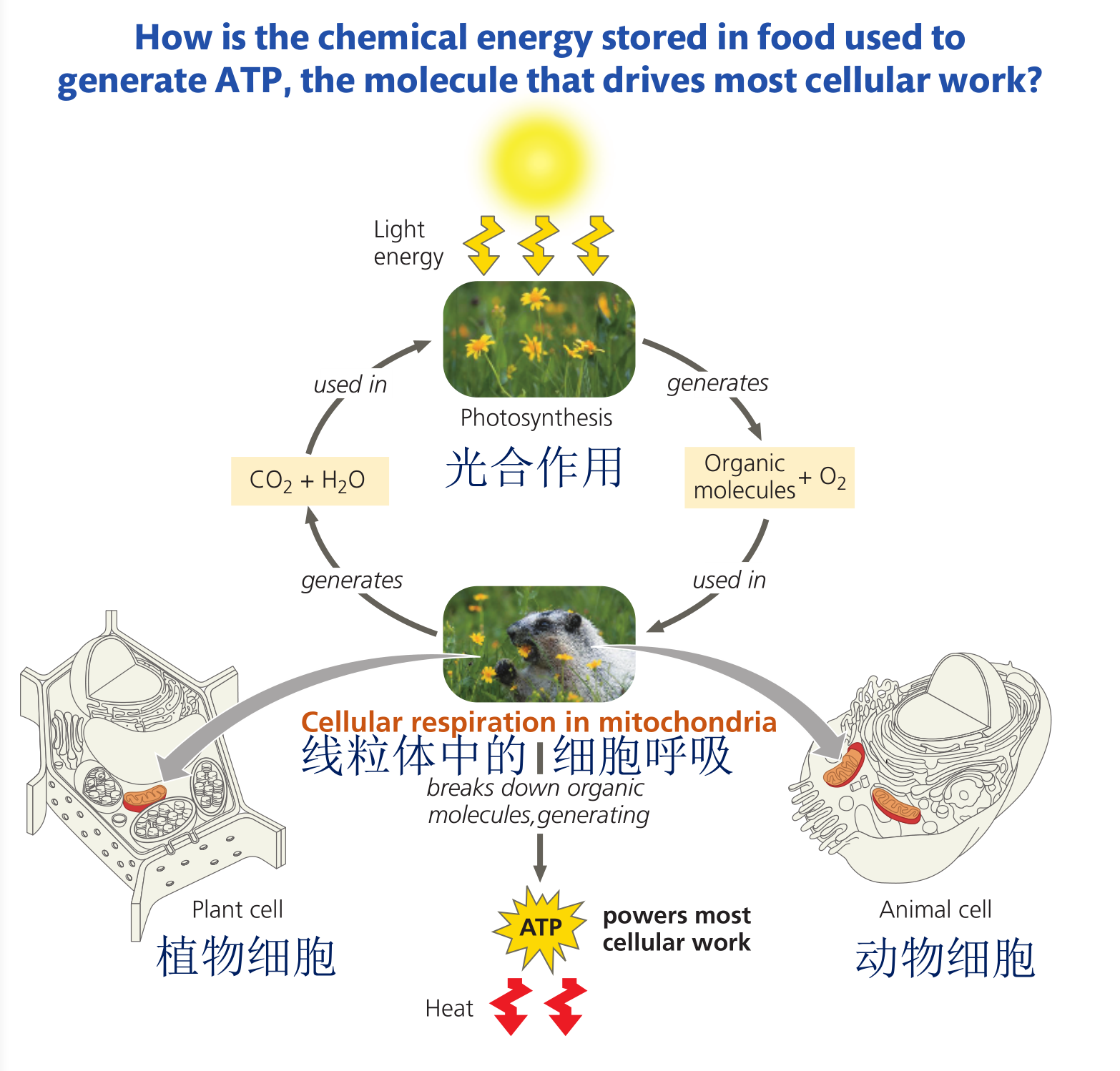 电话英文提示_提示英文_提示英文