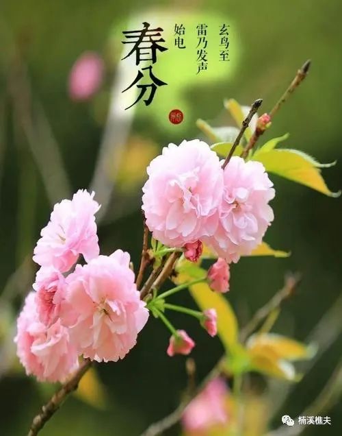 介绍立春节气_立春节气_立春节气的特点和风俗