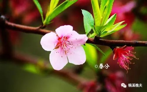 介绍立春节气_立春节气_立春节气的特点和风俗