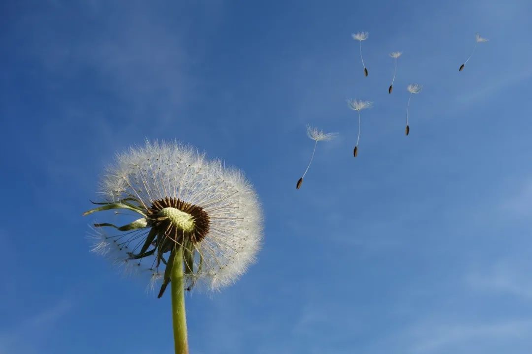 立春节气吃什么_立春节气的特点和风俗_节气立春的意义和含义