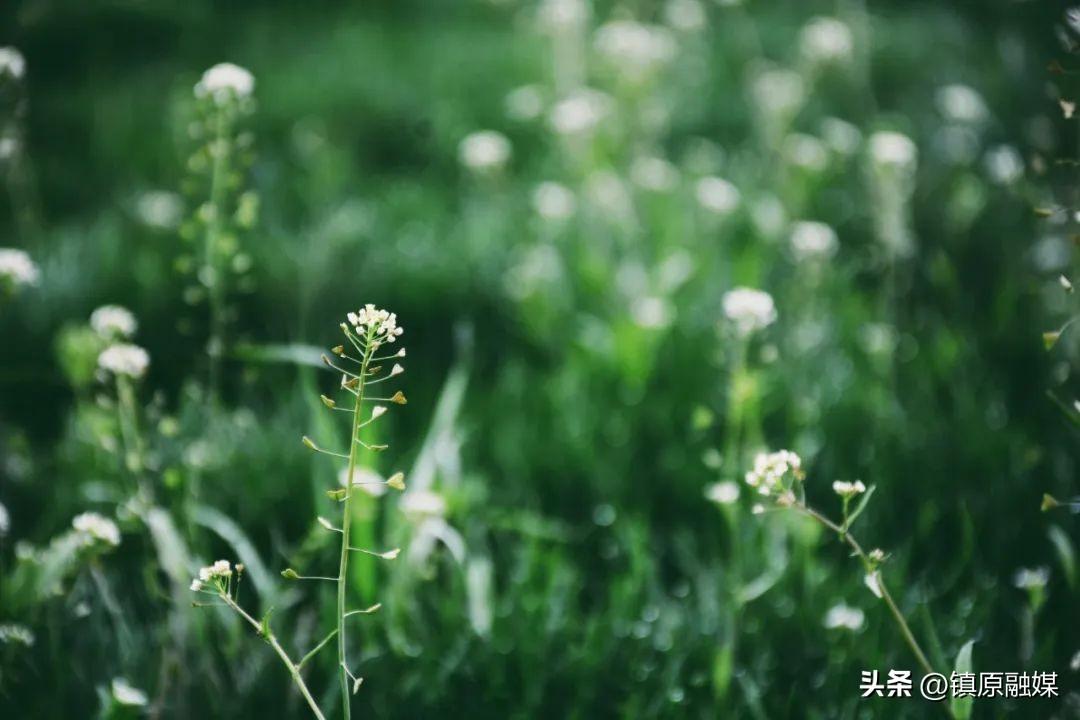 清明上坟时间_清明上坟有什么讲究_清明节上坟有什么讲究