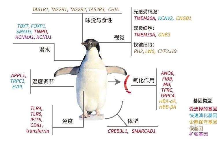 南极北极普通人可以去旅游吗_企鹅住在南极还是北极_企鹅在南极还是北极?