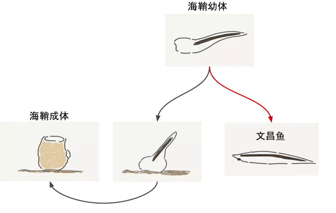 变态发育和不变态发育_不完全变态发育属于变态发育吗?_变态发育