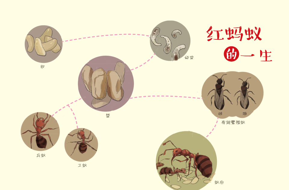 变态发育_什么是变态发育_变态发育和完全变态发育和不完全变态发育的区别