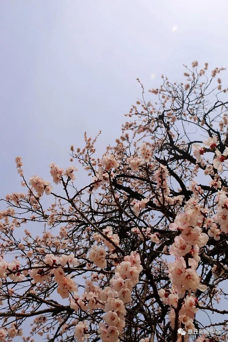 杏花微雨_杏花微雨湿轻绡_那年杏花微雨时