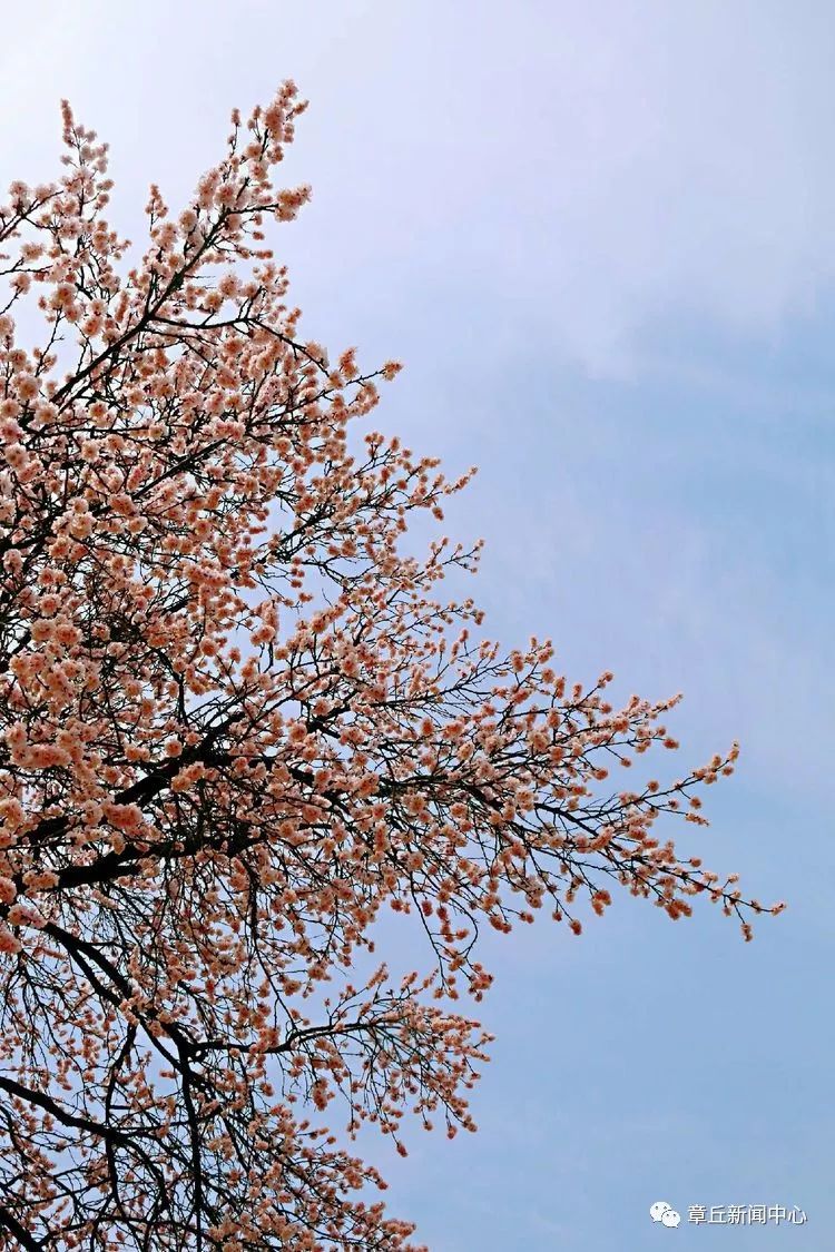 那年杏花微雨时_杏花微雨_杏花微雨湿轻绡